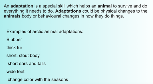 Animal Adaptations - Our learning adventure